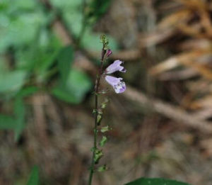 大萼香茶菜