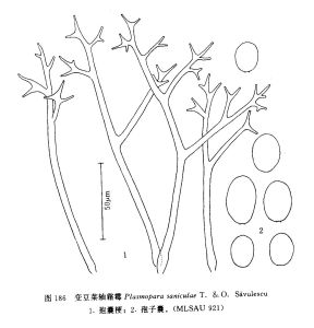 變豆菜軸霜霉