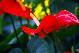 花燭（Anthurium andraeanum Linden）：是單子葉植物綱天南星科花燭屬多年生常綠草本植物。莖節短；葉自基部生出，綠色，革質，全緣，長圓狀心形或卵心形。葉柄細長，佛焰苞平出，革質並有蠟質光澤，橙紅色或猩紅色；肉穗花序黃色，可常年開花不斷。花燭原產於哥斯大黎加、哥倫比亞等熱帶雨林區。常附生在樹上，有時附生在岩石上或直接生長在地上，性喜溫暖、潮濕、半陰的環境，忌陽光直射。花燭花姿奇特美妍。花期持久，適合盆栽、切花或庭園蔭蔽處叢植美化。