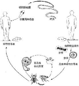 縮小膜殼絛蟲病