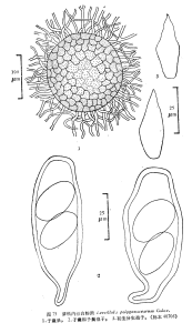 蓼科內絲白粉菌