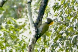 （圖）大黃冠啄木鳥