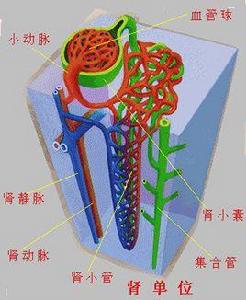 右心房肥大