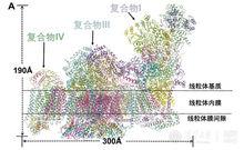 呼吸體結構模型（2016年12月，cell）