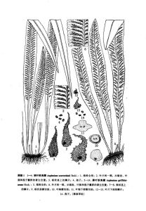 厚葉鐵角蕨