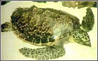 太平洋綠龜