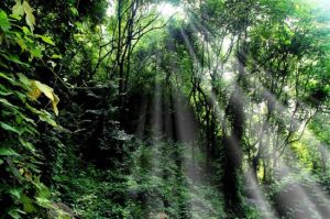 藤龍山原生態自然風景區