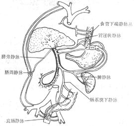 側支循環