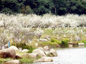 香雪公園