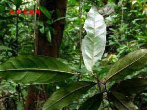 胡頹子 (Elaeagnus pungens)