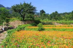 花林寺鎮