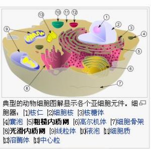 細胞結構