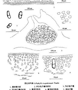 紫色美葉藻