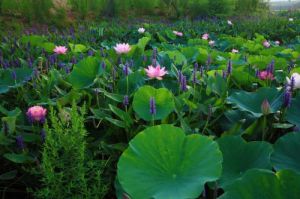 亞沙水生植物園