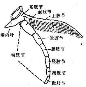 昆蟲的足