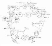 多黏菌素