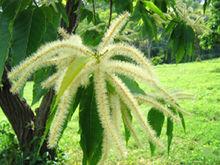 板栗（柔荑花序）Castanea mollissima