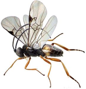 鞘翅目蟻形甲科