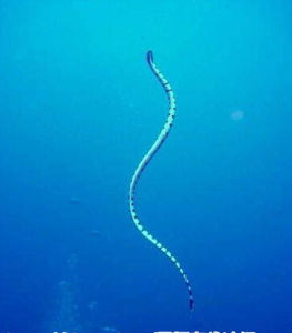 鉤吻海蛇