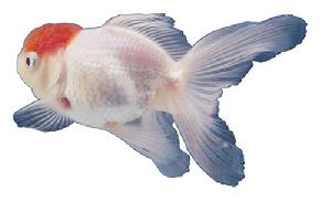 Ornamental fish