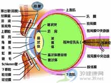 眼瞼皮膚弛緩症