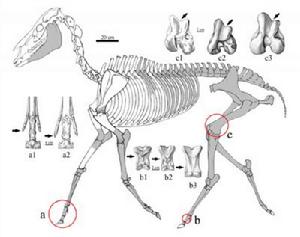 札達三趾馬骨架復原圖