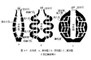 水溝系