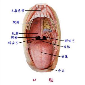 舌形態結構