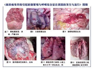 Porcine reproductive and respiratory syndrome virus